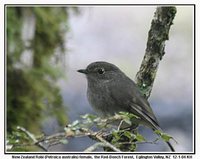 New Zealand Robin - Petroica australis