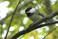 Black-capped Chickadee - Poecile atricapilla