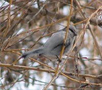 Azure Tit - Cyanistes cyanus