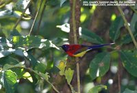 Gould's Sunbird - Aethopyga gouldiae