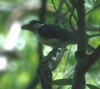 Van Dam's Vanga - Xenopirostris damii