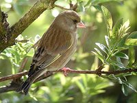 European Greenfinch - Carduelis chloris