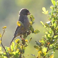 Protea Canary - Serinus leucopterus