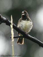 Yellow-bellied Seedeater - Sporophila nigricollis