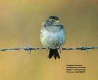 Grassland Sparrow - Ammodramus humeralis