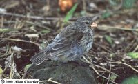 Medium Tree-Finch - Camarhynchus pauper