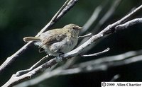 Warbler Finch - Certhidea olivacea