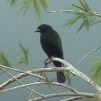 Red-shouldered Blackbird - Agelaius assimilis