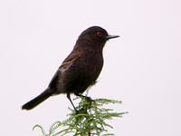 Cinereous Tyrant male (Nick Athanas)