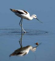 Greater Yellowlegs       