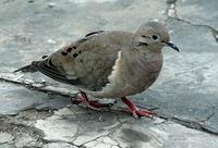 Eared Dove (Zenaida auriculata)