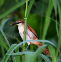 Yellow-chinned /Yellow-throated spinetail