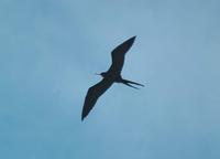 Magnificent Frigatebird  