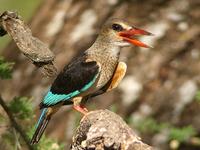 Brown-hooded Kingfisher (Brunhuvad kungsfiskare) - Halcyon albiventris