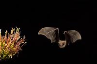 ...Lesser Long-nosed Bat ( Leptonycteris curasoae ) Endangered species Flying near agave plant ( Ag