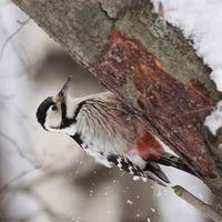 White Backed Woodpecker