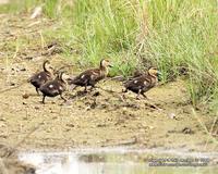 Philippine Duck Anas luzonica Endemic Vulnerable