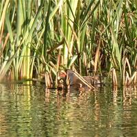 Water Rail (Rallus aquaticus)