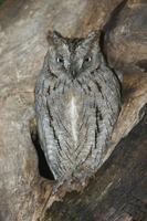 Vyrecek maly (Otus scops)