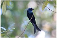 Bronzed Drongo