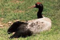 Black-necked Crane 검은꼬리두루미 Grus nigricillis