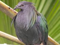 Nicobar Pigeon