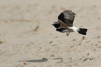 ørkensteinskvett / desert wheatear (Oenanthe deserti)