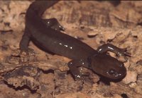 : Batrachuperus pinchonii; Stream Salamander