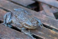 : Caudiverbera caudiverbera; Water Helmeted Toad