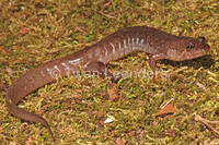 : Desmognathus conanti; Spotted Dusky Salamander