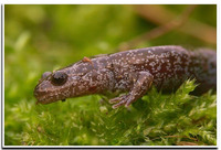 : Hynobius lichenatus