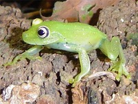 : Hypsiboas cinerascens