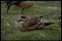 : Anas specularioides; Patagonia Crested Duck