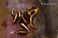 : Ranitomeya fantastica