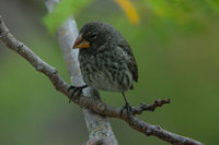 : Geospiza fortis; Medium ground finch