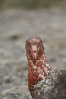 : Macronectes Giganteus; Southern Giant Petrel