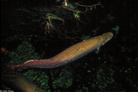 : Arapaima gigas; Arapaima