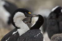 : Phalacrocorax bransfieldensis; Antarctic Blue Eyed Shag