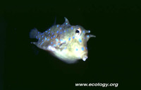 : Lactoria fornasini; Maku Kana; Blue-spotted Cowfish