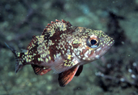 : Sebastes miniatus, juvenile; Vermilion Rockfish
