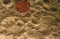 : Bassariscus astutus; Ringtail Tracks