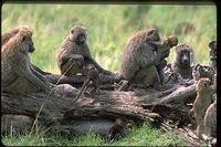 : Papio cynocephalus; Savanna Baboons