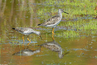 : Tringa melanoleuca; Greater Yellowlegs;