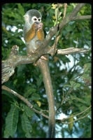 : Saimiri sciureus; Squirrel Monkey