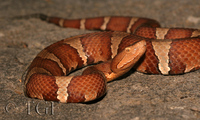 : Agkistrodon contortrix pictigaster; Trans-pecos Copperhead