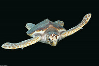 : Caretta caretta caretta; Loggerhead Sea Turtle