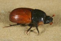 : Aphodius fimetarius