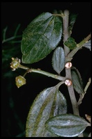 : Hyalophorus euryalus; Silk Moth