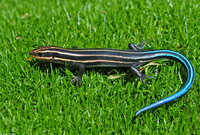: Eumeces inexpectatus; Southeastern Five-lined Skink