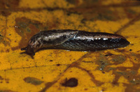: Prophysaon vanattae; Scarletback Taildropper